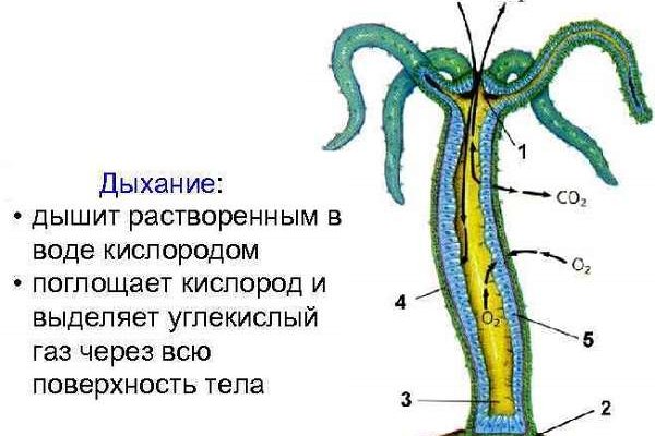 Официальная ссылка omg omg